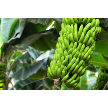 Green Banana (8)-4300045-86834.webp